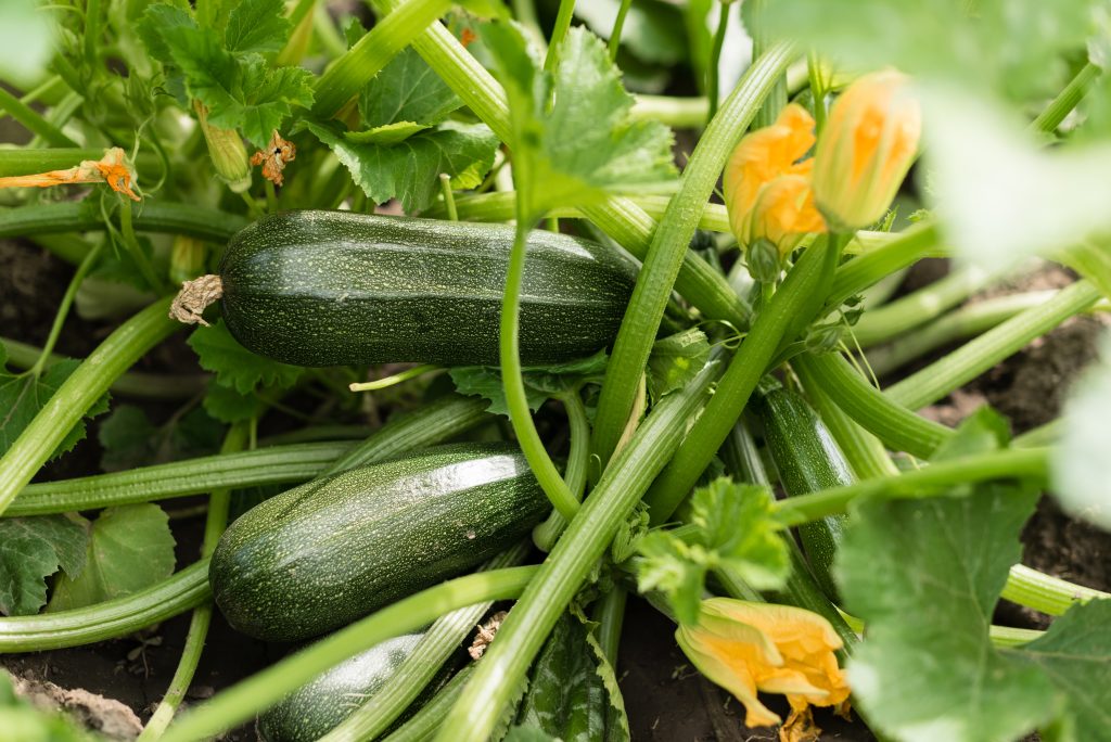 Cultivo de maíz
