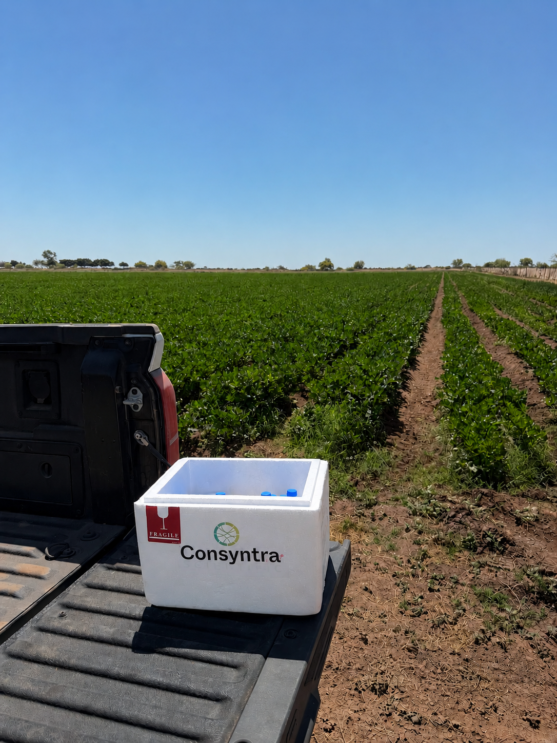 Trabajo de campo de Consyntra Scientific