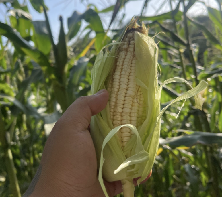 Cultivo de maíz