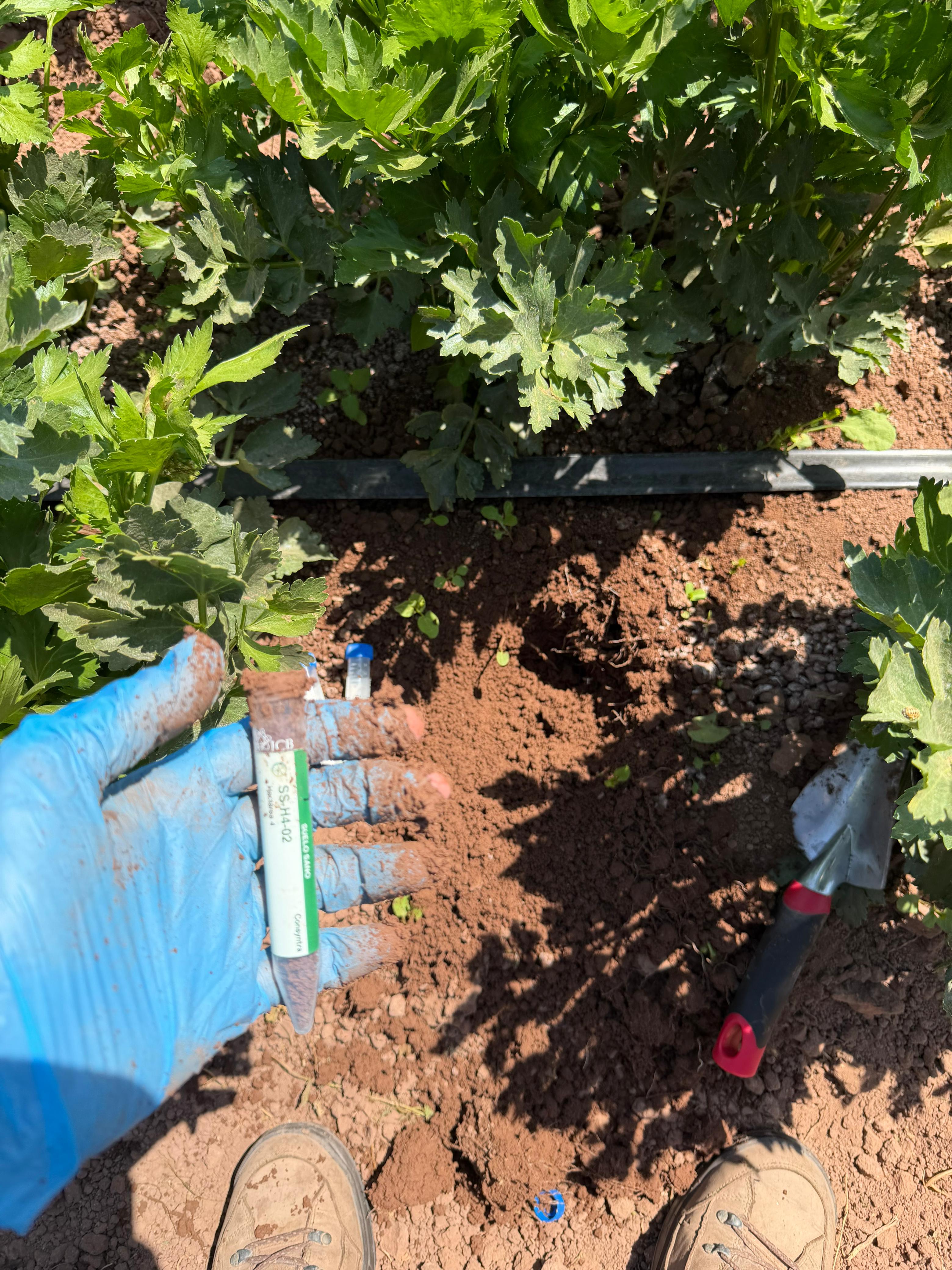 Muestreo en cultivo de apio